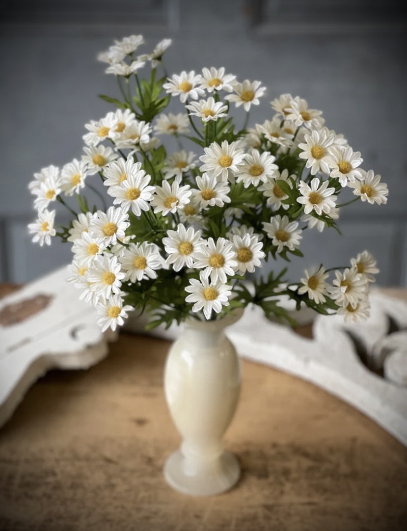 Curtsy Daisy Bush - Cream